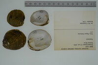 Dromus dromas image