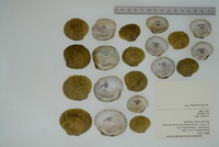 Dromus dromas image