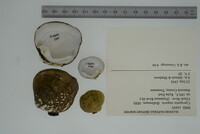 Cyprogenia stegaria image