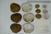 Dromus dromas image