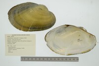 Anodontites trapesialis image