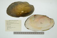 Anodontites trapesialis image