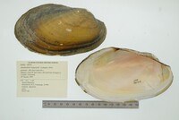 Anodontites trapesialis image