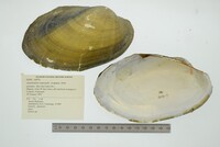 Anodontites trapesialis image