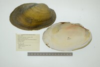 Anodontites trapesialis image
