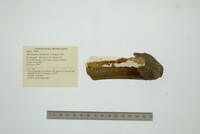 Mycetopoda soleniformis image