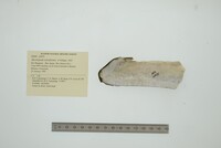 Mycetopoda soleniformis image