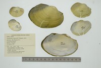 Anodontites trapesialis image