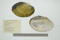 Anodontites trapesialis image