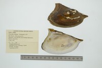 Prisodon obliquus image