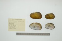Anodontites schomburgiana image
