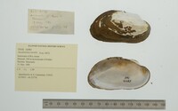 Anodontites tortilis image