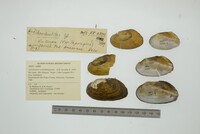 Anodontites schomburgiana image