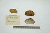 Anodontites schomburgiana image