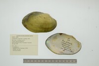 Anodontites trapesialis image