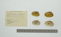 Anodontites schomburgiana image