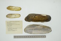 Mycetopoda pittieri image