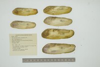 Mycetopoda pittieri image