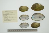 Anodontites guanarensis image