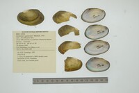 Anodontites guanarensis image