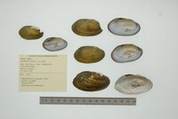 Anodontites tortilis image