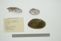 Anodontites trigona image