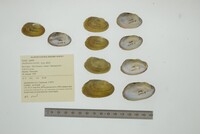 Anodontites tortilis image