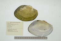 Anodontites trapesialis image