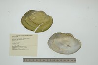 Anodontites trapesialis image