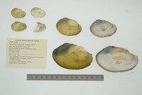 Anodontites trapesialis image
