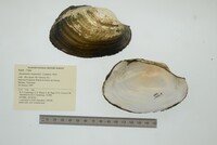 Anodontites trapesialis image