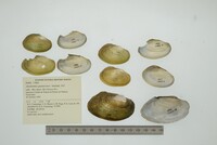 Anodontites guanarensis image