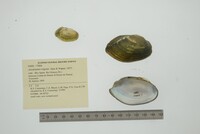 Anodontites trigona image