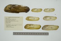 Mycetopoda pittieri image