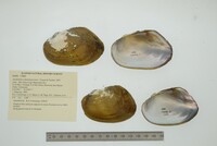 Anodontites tehuantepecensis image