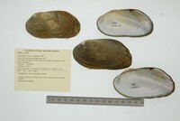 Anodontites leotaudi image