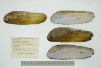 Mycetopoda pittieri image