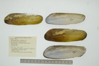 Mycetopoda pittieri image