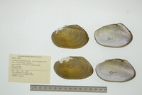 Anodontites tehuantepecensis image