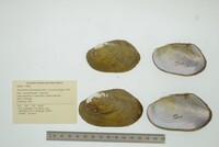 Anodontites tehuantepecensis image