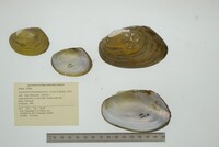 Anodontites tehuantepecensis image