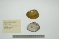 Anodontites tehuantepecensis image
