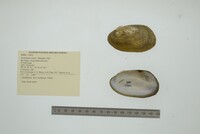 Anodontites leotaudi image