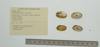 Anodontites tortilis image