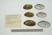Anodontites trigona image