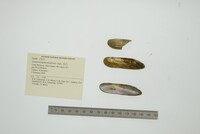 Lamproscapha ensiformis image