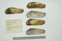 Mycetopoda pittieri image