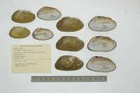 Anodontites tortilis image