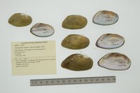 Anodontites trigona image
