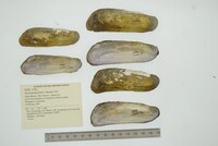 Mycetopoda pittieri image